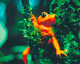 San José, Costa Rica Travel Guide, tropics frog