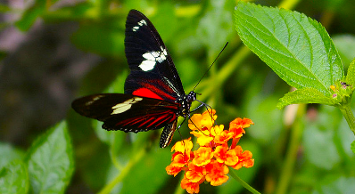 Linnaeus Butterfly, San Jose, Costa Rica Linnaeus Butterfly, San Jose, Costa Rica